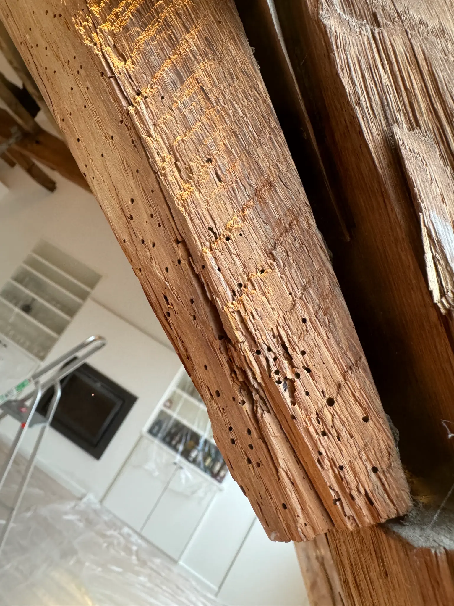 Houtaantastende Insecten voorbeeld 1